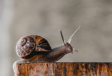 ¿Por qué los caracoles solo salen cuando llueve?