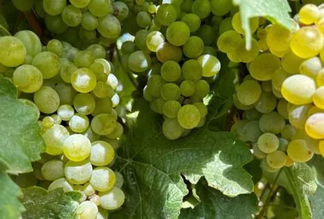 Cinco vinos de referencia elaborados con godello, la uva blanca que está de moda