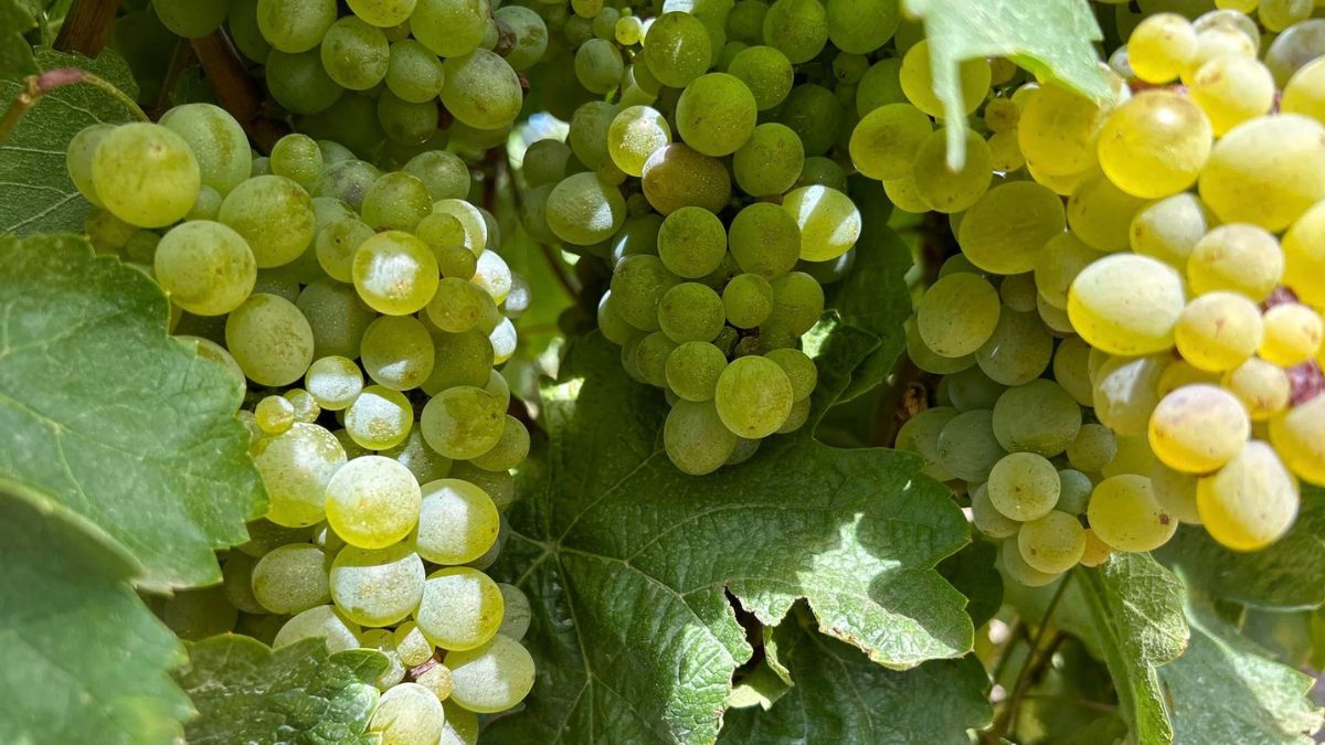 Cinco vinos de referencia elaborados con godello, la uva blanca que está de moda