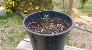 Descubre cómo germinar una nuez en casa para poder plantar un gran nogal