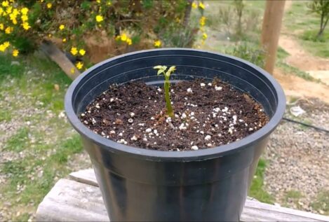 Descubre cómo germinar una nuez en casa para poder plantar un gran nogal