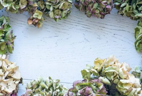 Cómo secar las hortensias para decorar mi casa