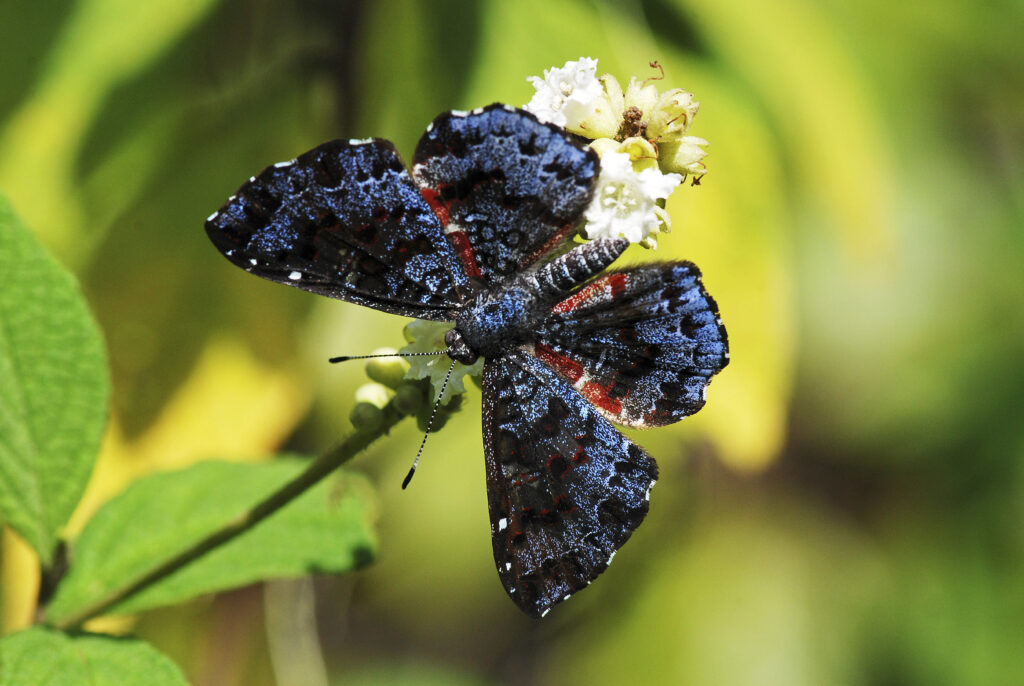 Mariposa azul.: Leonardo MerĂ§On (EP)