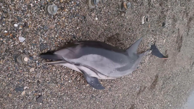 Aparece muerto un delfín de 70 kilos en la playa de Torrenueva Costa (Granada)