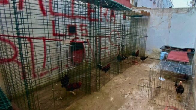 Desmantelada una explotación aviar ilegal con gallos, gallinas y palomas en San Juan (Sevilla)