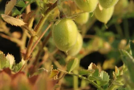 ¿Qué fecha es la recomendada para plantar garbanzos?