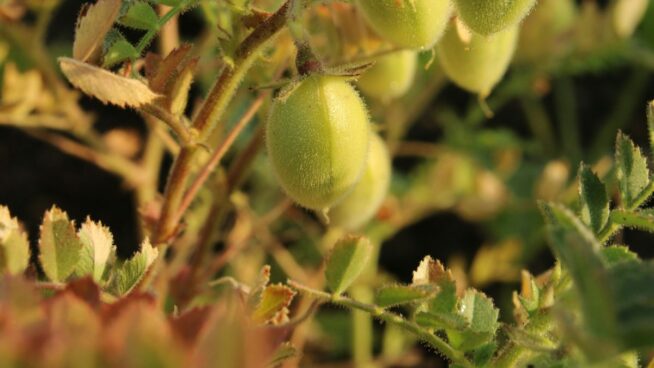 ¿Qué fecha es la recomendada para plantar garbanzos?