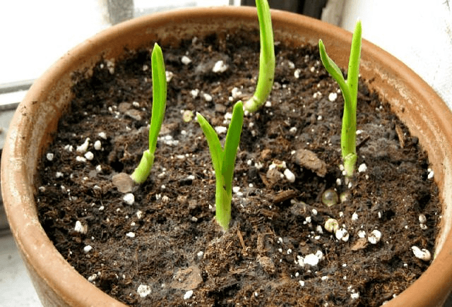 Maceta con una planta de ajos: Unsplash