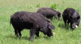 Chocan dos vehículos al tratar de esquivar una manada de 15 jabalíes en Oleiros (La Coruña)