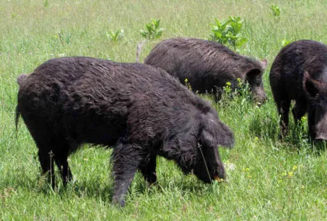 Chocan dos vehículos al tratar de esquivar una manada de 15 jabalíes en Oleiros (La Coruña)