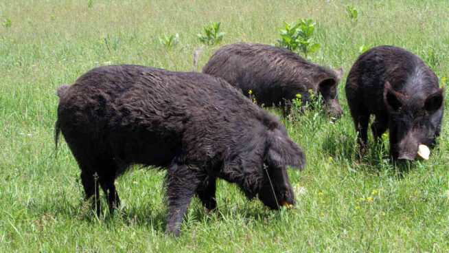 Chocan dos vehículos al tratar de esquivar una manada de 15 jabalíes en Oleiros (La Coruña)