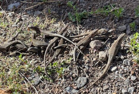 El Hierro registra el nacimiento de 98 crías de 'lagarto gigante' en 2024