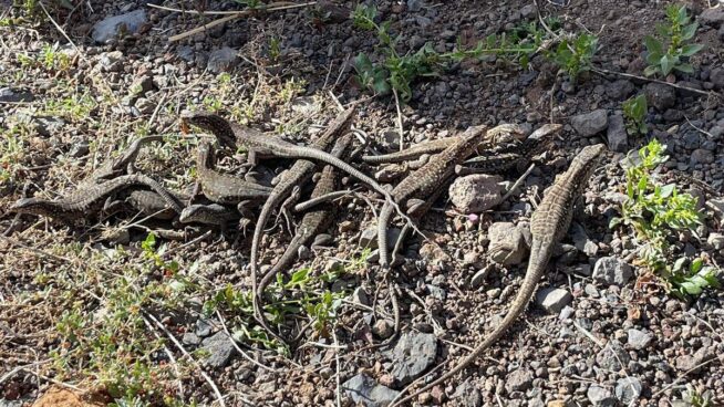 El Hierro registra el nacimiento de 98 crías de 'lagarto gigante' en 2024