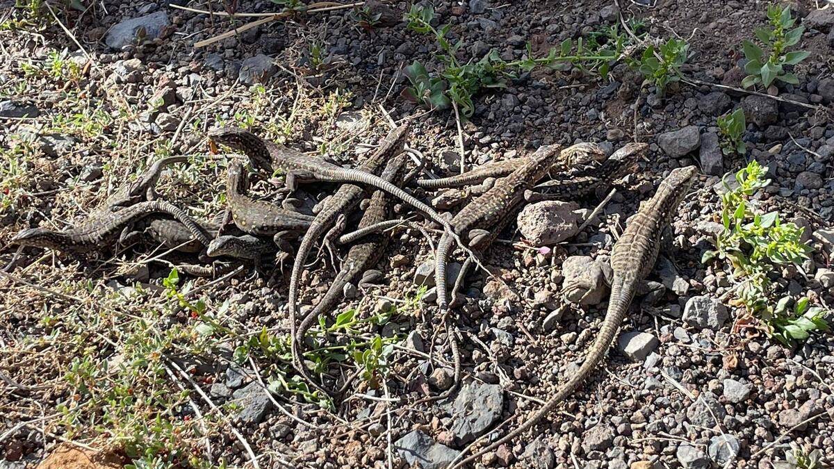 El Hierro registra el nacimiento de 98 crías de ‘lagarto gigante’ en 2024