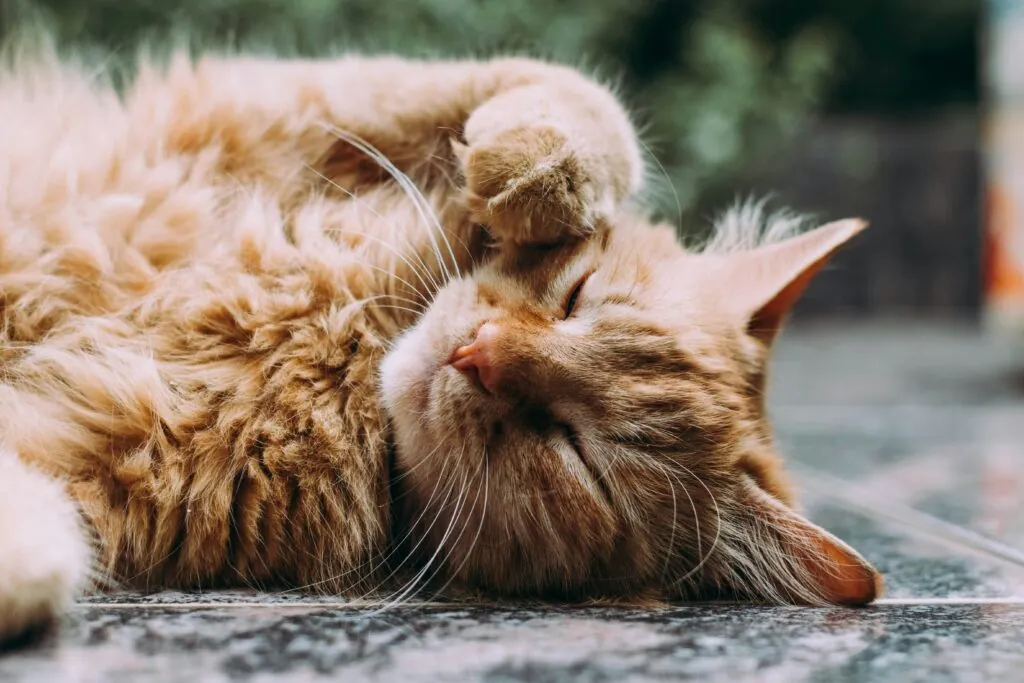 Gato dormido. 
Ludemeula Fernandes, Unsplash 