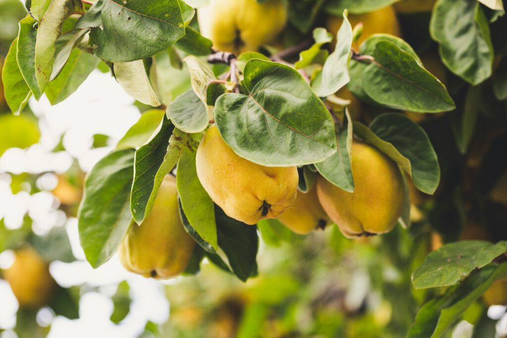 Membrillos en  la rama del árbol. Markus Spiske, Unsplash 