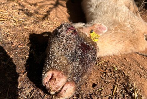 Denuncian un cementerio de animales muertos y moribundos en una finca en Son Roca (Palma)