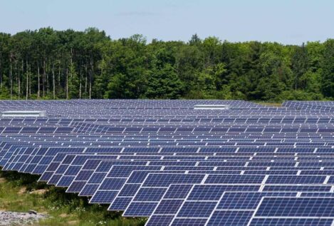 Un estudio demuestra que las plantas fotovoltaicas triplican la abundancia de insectos