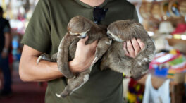 Reina y Flo, la pareja de perezosos de dos dedos que llega al zoo de Fuengirola (Málaga)