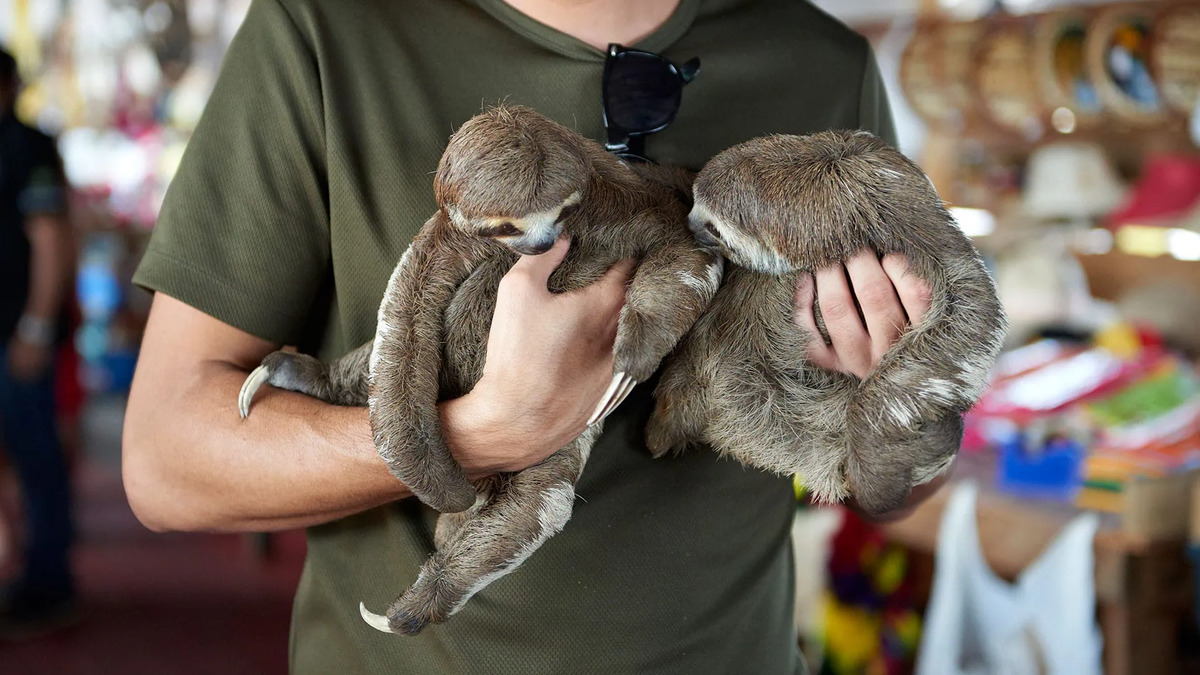 Reina y Flo, la pareja de perezosos de dos dedos que llega al zoo de Fuengirola (Málaga)