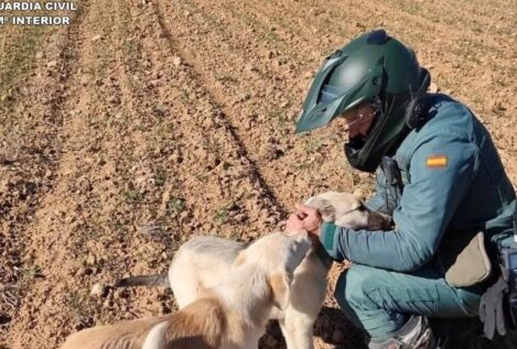 Detenido un maltratador reincidente que apaleó hasta la muerte a un perro en Guadalajara