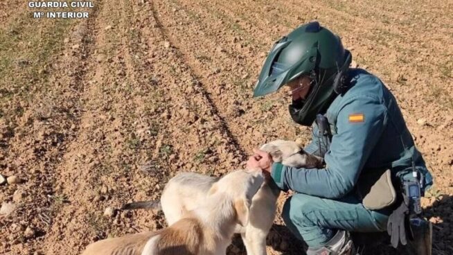 Detenido un maltratador reincidente que apaleó hasta la muerte a un perro en Guadalajara