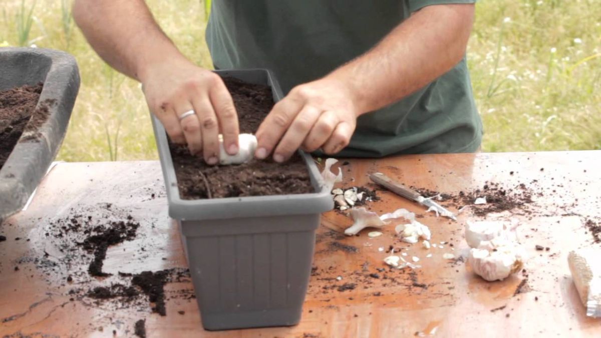 ¿Cómo podemos plantar ajos en casa?