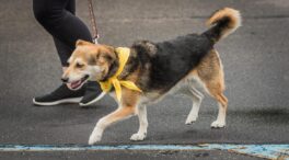 ¿Por qué los perros de Dinamarca llevan un lazo amarillo?