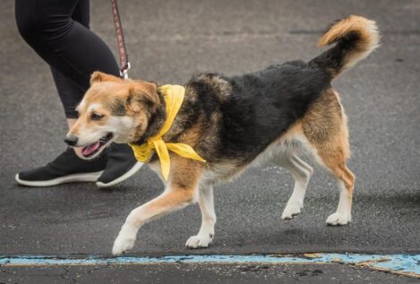 ¿Por qué los perros de Dinamarca llevan un lazo amarillo?