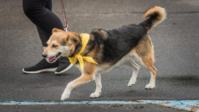 ¿Por qué los perros de Dinamarca llevan un lazo amarillo?