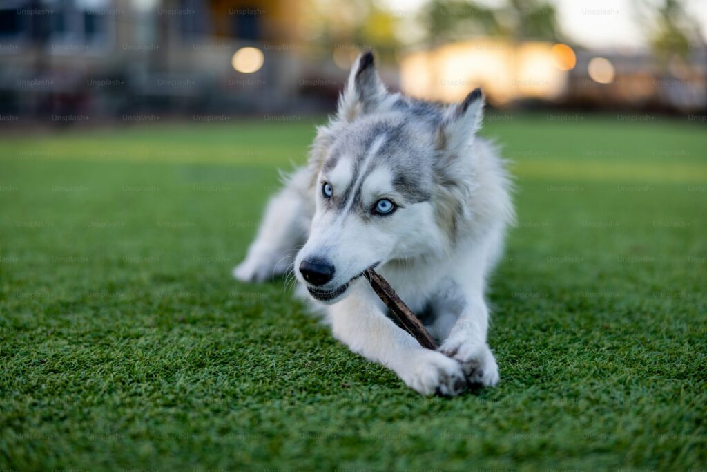 Perro. 
Unsplash