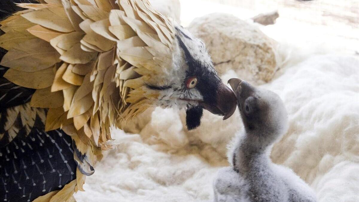 Investigan a un cazador murciano por matar a un quebrantahuesos en Nerpio (Albacete)