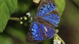 Descubre el significado de la leyenda de la mariposa azul