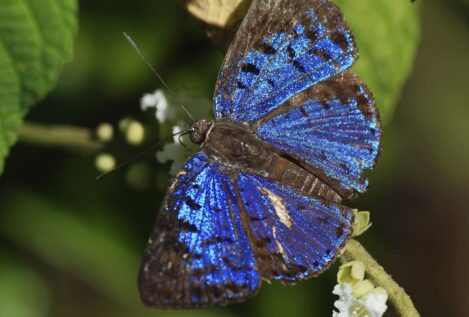 Descubre el significado de la leyenda de la mariposa azul