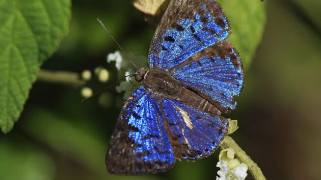 Descubre el significado de la leyenda de la mariposa azul