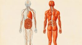 ¿Cuáles son los sistemas y aparatos del cuerpo humano?