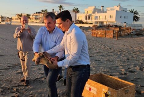 Liberan un ejemplar de tortuga boba en La Manga tras pasar por el centro de recuperación
