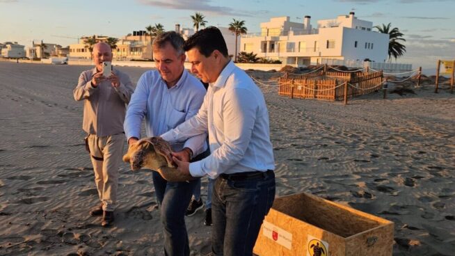 Liberan un ejemplar de tortuga boba en La Manga tras pasar por el centro de recuperación