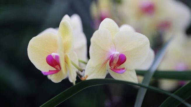 Este es el truco para que las orquídeas florezcan en invierno y verano