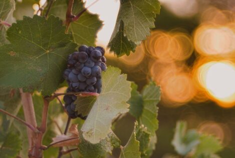 Tres buenas parejas de uvas por los vinos que ofrecen