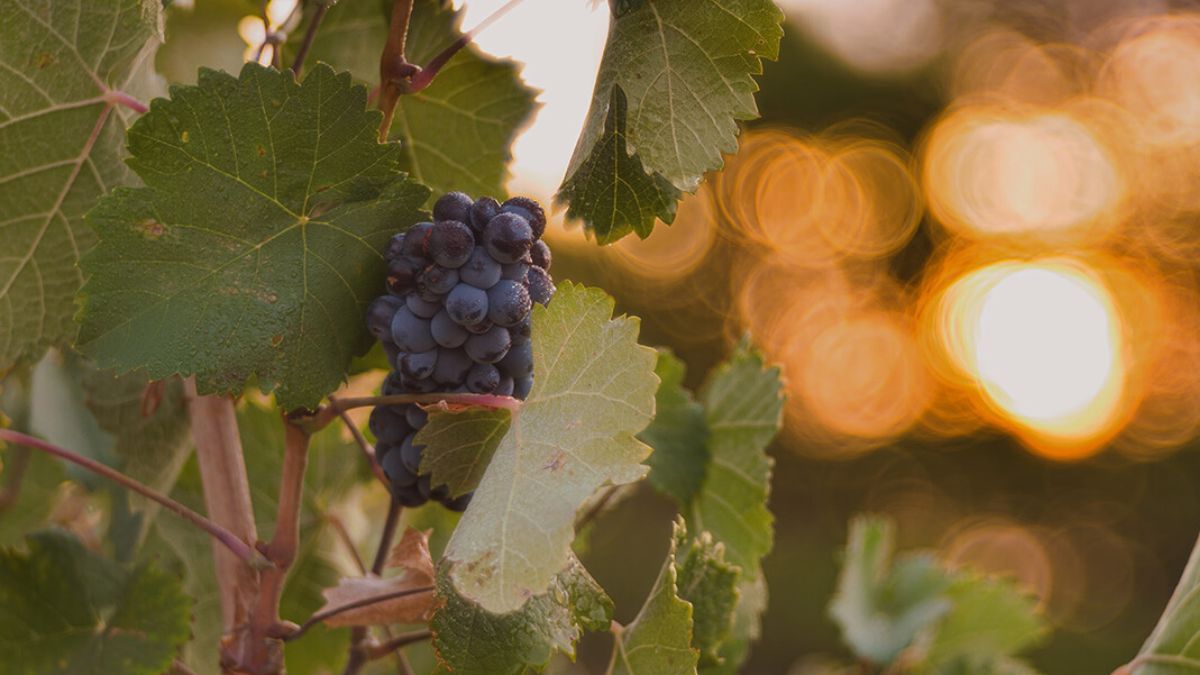 Tres buenas parejas de uvas por los vinos que ofrecen