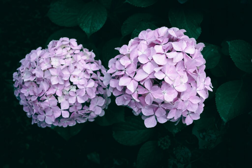 Hortensias: Wyxina Tresse (Unsplash) 