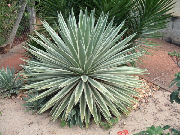 Planta de agave de la que sale el sirope de agave: (Unsplash)