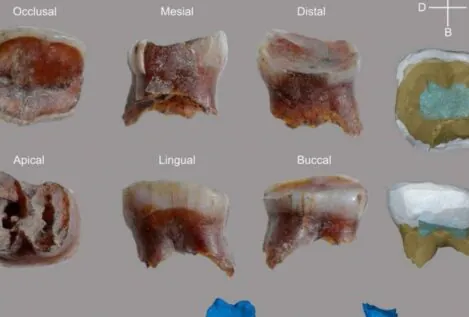 Descubren restos neandertales en la cueva de la Arbreda (Gerona)