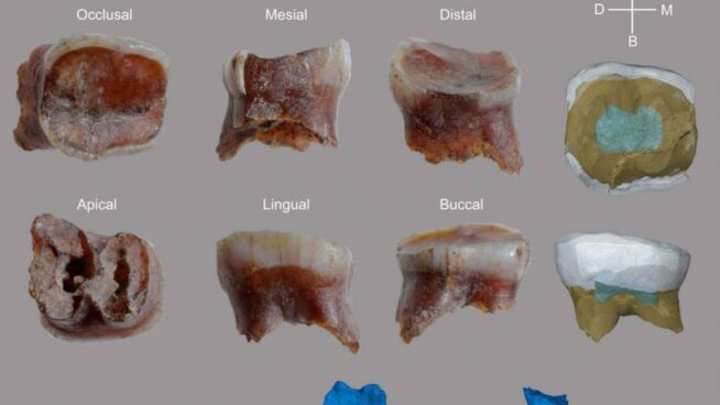 Descubren restos neandertales en la cueva de la Arbreda (Gerona)