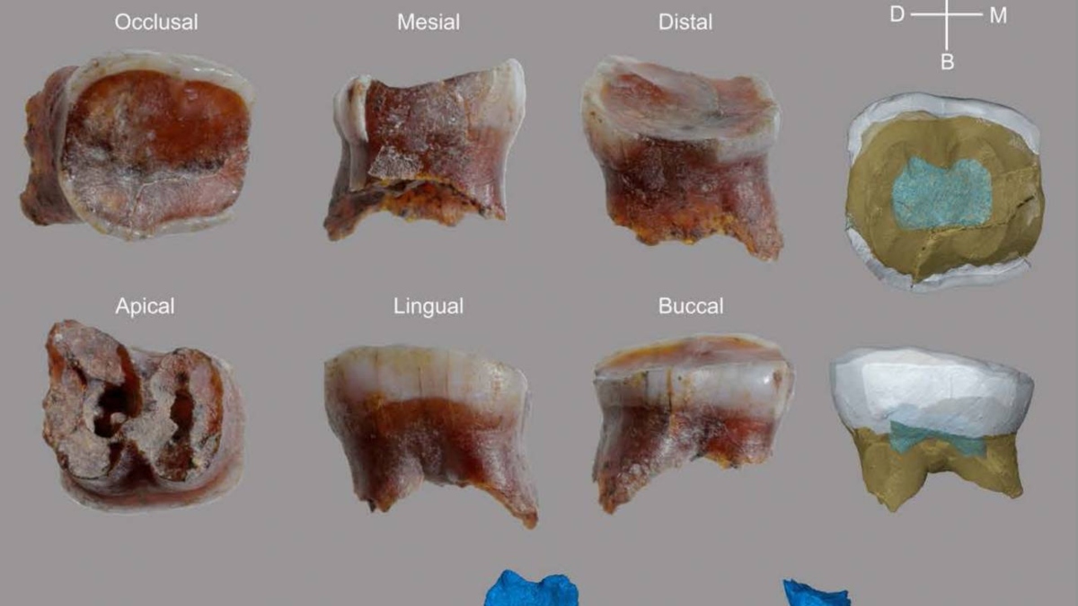 Descubren restos neandertales en la cueva de la Arbreda