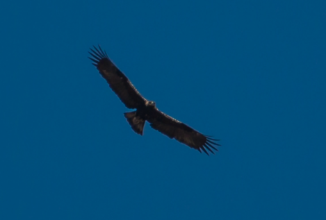 Investigan a un cazador en La Roda (Albacete) por abatir a tiros a 24 aves rapaces protegidas