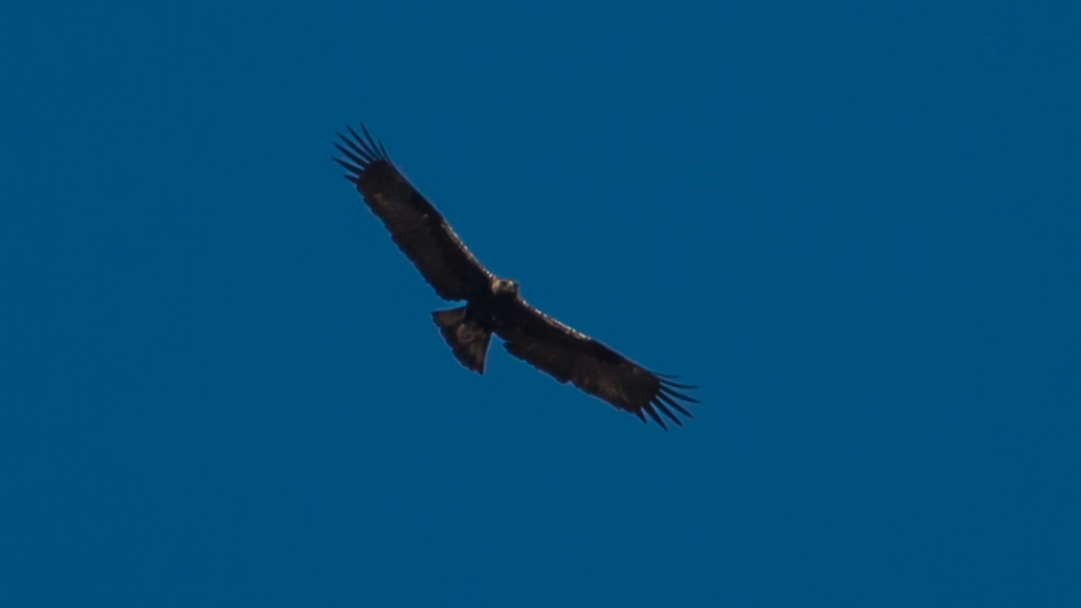 Investigan a un cazador en La Roda (Albacete) por abatir a tiros a 24 aves rapaces protegidas