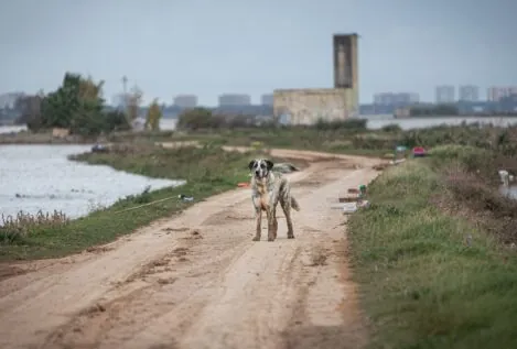 ¿Qué debo hacer si encuentro un animal desamparado por la DANA?