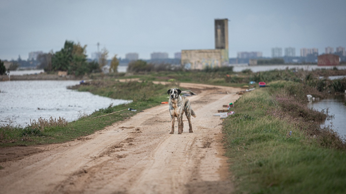 ¿Qué debo hacer si encuentro un animal desamparado por la DANA?